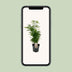 Chamaedorea Elegans Zwergpalme - Ø17cm Topf, 50cm hoch Bild 5