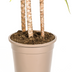 Dracaena Marginata Sunray: Tropische Schönheit im Korb Ø24cm (130-150cm) Bild 6