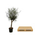 Olea Lorc Olivenbaum: 200 cm Höhe, Ø45cm Topf Bild 3