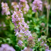 60x Thymus vulgaris (Common Thyme), 10-25cm high, 9cm pot Bild 6