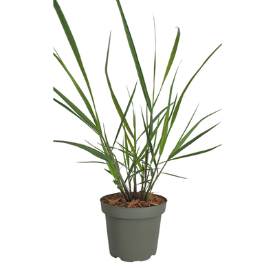 3x Panicum virgatum „Rotstrahlbusch“ – Ziergras mit warmen Herbstfarben | Topfgröße 12 cm