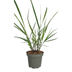 3x Panicum virgatum „Rotstrahlbusch“ – Ziergras mit warmen Herbstfarben | Topfgröße 12 cm Bild 2