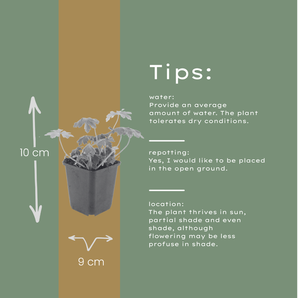 12x Storchschnabel 'Bevan's Variety' - Pink blühend, Bodendecker