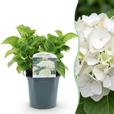 GreenboutiQ Hortensie: Weiße Bauernhortensie, pflegeleicht, Topf 17cm