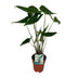 Alocasia Zebrina im 19cm Topf, 75cm hoch - Exotische Zimmerpflanze Bild 1