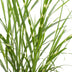 10er Spar-Bundle: 5x Lavendel angustifolia (Echter Lavendel) & 5x Zebra Gras 'Strictus' - Beet-Pflanzen Set - 40-60cm (19cm & 23cm Topf) Bild 4