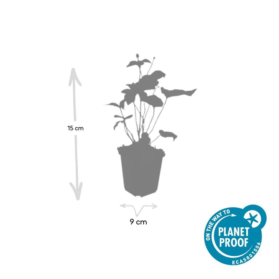 48x Anemone hyb. 'Honorine Jobert' - ↕10-25cm - Ø9cm