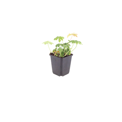 6x Geranium macr. 'Bevan's Variety' - Storchschnabel, 10-25cm