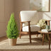 Green boutiQ - Zimmerpflanzen - Cupressus Gold Crest Wilma - Zimmerkoniferen - Wenig Pflege - Grün - 1 Pflanze - Topf 21cm - Höhe 85-95cm Bild 5