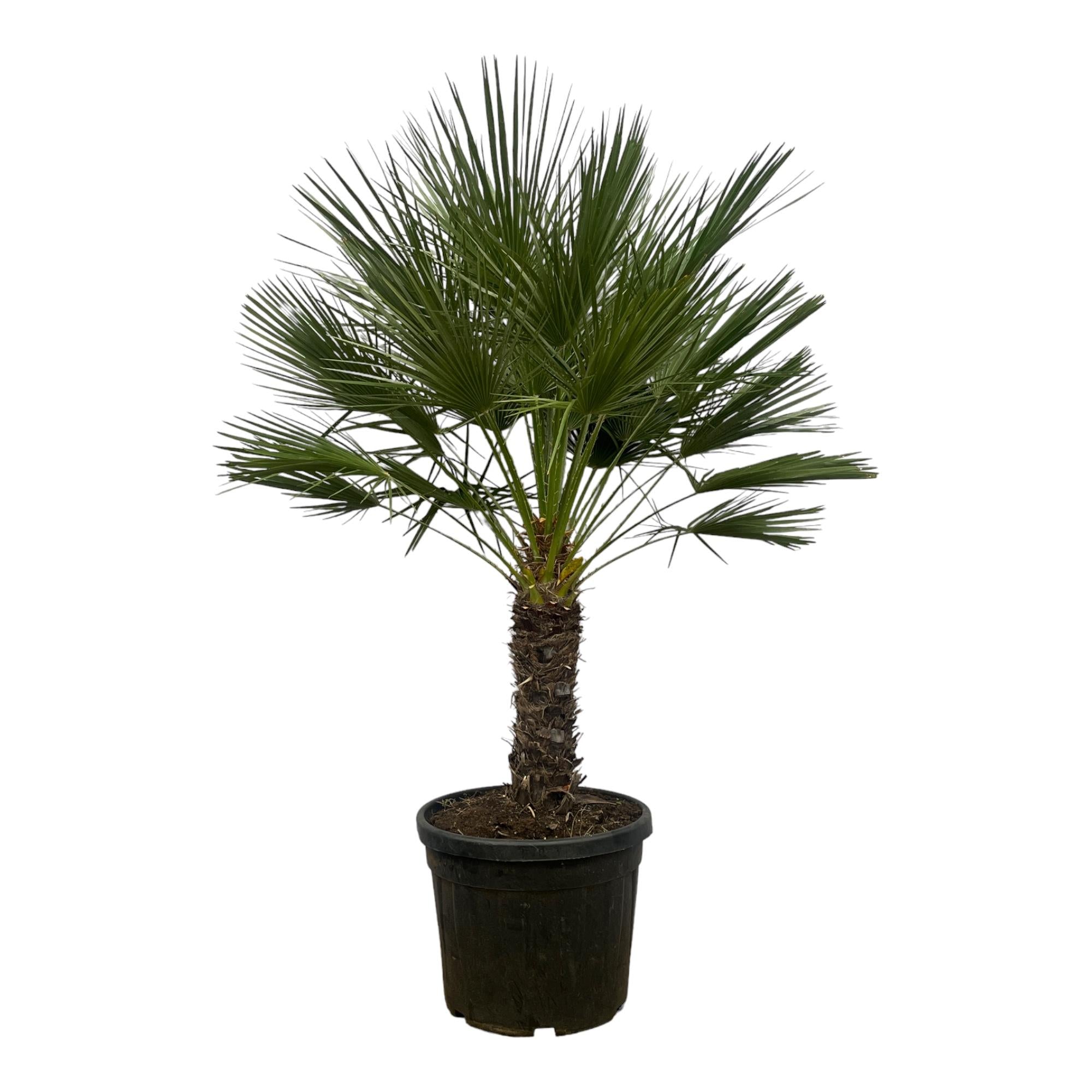 Dracaena surculosa