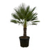 Chamaerops Humilis auf Stamm – 150 cm – Zwergpalme für Haus & Garten Bild 1