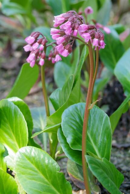 Bergenia cordifolia 'Herbstblüte' 12er Pack, 10-25cm hoch
