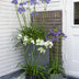 Agapanthus 'Ever White' - Weiße Pracht, Ø19cm, ↕30cm Bild 5
