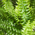 Green Lady Fern (Nephrolepis exaltata) - Pet-friendly, 25cm, incl. basket Bild 4