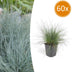 60x Blauschwingel 'Elijah Bleu' – 10-25cm Höhe, Ø9cm Topf Bild 1