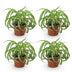 Green boutiQ - Houseplant - Chlorophytum comosum Bonnie - Spider Plant - Pet-Friendly - Variegated - 4 Plants - Pot 12cm - Height 20-25cm Bild 2