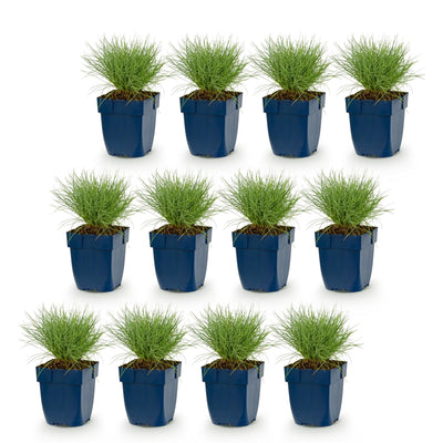 Green boutiQ - Perennials - Festuca glauca - Blue Fescue - Evergreen - Blue - 12 Plants - 11cm Pot - 15-25cm Height
