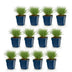 Green boutiQ - Perennials - Festuca glauca - Blue Fescue - Evergreen - Blue - 12 Plants - 11cm Pot - 15-25cm Height Bild 2