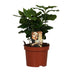 Coffea Arabica Coffee Plant in a Pot – Your Green Indulgence for the Home Bild 1