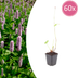 60x Persicaria aff. 'Superba' - 10-25cm - Ø9cm Bild 1