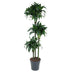 Dracaena Tatuade, 140 cm, Topfdurchmesser 24 cm Bild 1