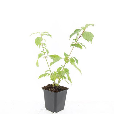 24x Purple Loosestrife 'Anny's Winter Orange' - 10-25cm - Ø9cm