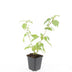 24x Blutweiderich 'Anny's Winter Orange' - 10-25cm - Ø9cm Bild 2