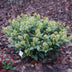 GreenboutiQ - Terrassenpflanze - Skimmia japonica Finchy - Blüte Weiß - 15+ Blüten - 2 Pflanzen - Winterhart - Topf 15cm Höhe 30cm Bild 5