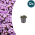 12x Creeping Thyme 'Purple Beauty' - Ground Cover Thyme Bild 1