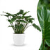 Philodendron Xanadu Houseplant in White Pot, 60cm Bild 1