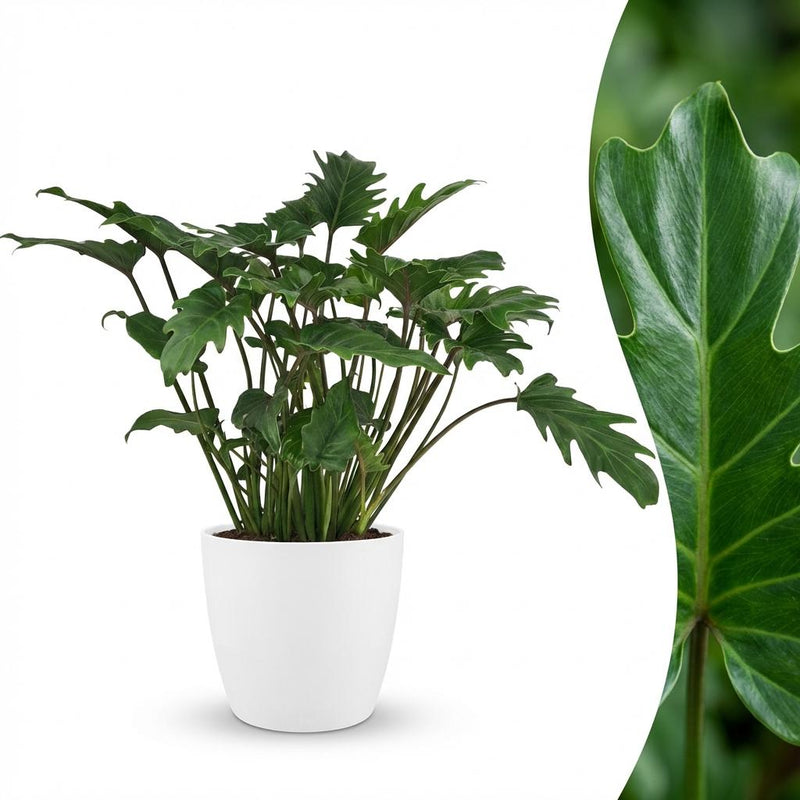 Philodendron Xanadu Houseplant in White Pot, 60cm