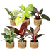 6x Baby Philodendron Mix: Bunt & Pflegeleicht für Ihr Zuhause Bild 2