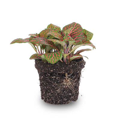 Fittonia Red Mosaikpflanze: Rote Zimmerpflanze für Terrarien