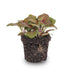 Fittonia Red Mosaikpflanze: Rote Zimmerpflanze für Terrarien Bild 2
