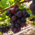 GreenboutiQ Purple Grape, Seedless - Vitis vinifera Vanessa - 2 Plants Bild 4