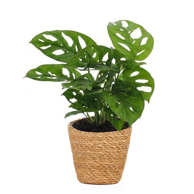 Green boutiQ - Monstera Adansonii - Monstera Adansonii - 1 Plant - met Mand - Pot 12cm - Hoogte - 25cm
