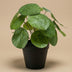 Künstliche Pilea Pflanze 25 cm im schwarzen Topf - Pflegeleicht Bild 2