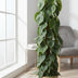 Philodendron Scandens Mosstok – 150 cm – Ø27 Bild 3