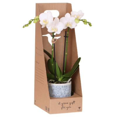 Kolibri Orchidee Amabilis Geschenkset - Weiße Orchidee & Übertopf