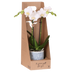 Kolibri Orchidee Amabilis Geschenkset - Weiße Orchidee & Übertopf Bild 1