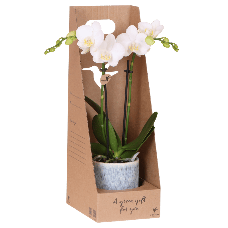 Kolibri Orchidee Amabilis Geschenkset - Weiße Orchidee & Übertopf