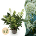 GreenboutiQ - Terrassenpflanze - Skimmia japonica Finchy - Blüte Weiß - 10+ Blüten - 2 Pflanzen - Winterhart - Topf 10,5cm Höhe 25cm Bild 1
