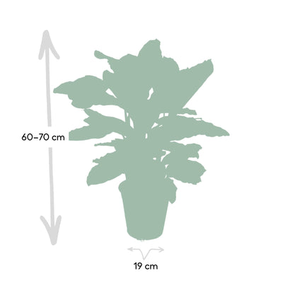 Calathea Zebrina (Pfauenpflanze) im 19cm Topf, 80cm hoch