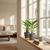 Green boutiQ - Strelitzia Reginea - Paradiesvogelblume - 1 Plant - met Potter Grijs - Pot 12cm - Hoogte - 35cm Bild 3