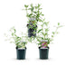 Green boutiQ - Garden plant - Buddleja davidii Tricolour - Butterfly bush - Hardy - Blue - Pink - White - 3 plants - Pot 17cm - Height 45cm Bild 2