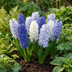 10x Blaue Wasserhyazinthe – Frühblüher, Zwiebelgröße 14/15 Bild 2