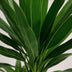 Green boutiQ - Zimmerpflanze - Yucca elephantipes - Yucca - Pflegeleicht - Grün - 1 - Topf 17cm - Höhe 75cm Bild 4