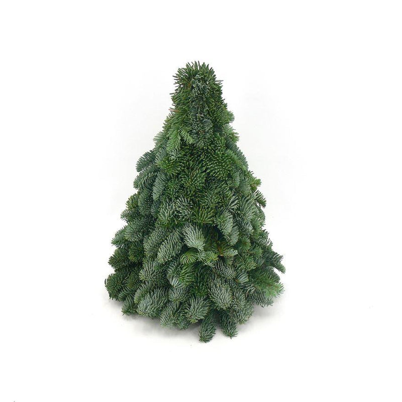 Nobilis-Weihnachtsbaum - ↕40cm