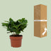 Arabica Kaffeepflanze im 12cm Topf - Ø12cm - ↕22cm Bild 5