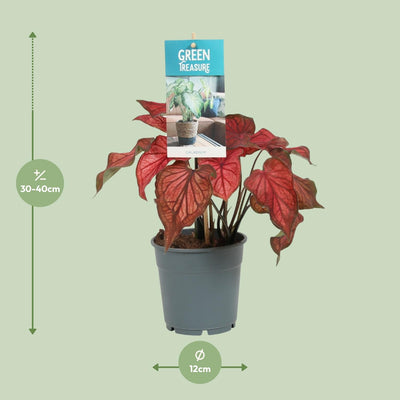 Caladium Rood - Engel Flügel - Topf Ø12cm - Höhe ca. 35cm